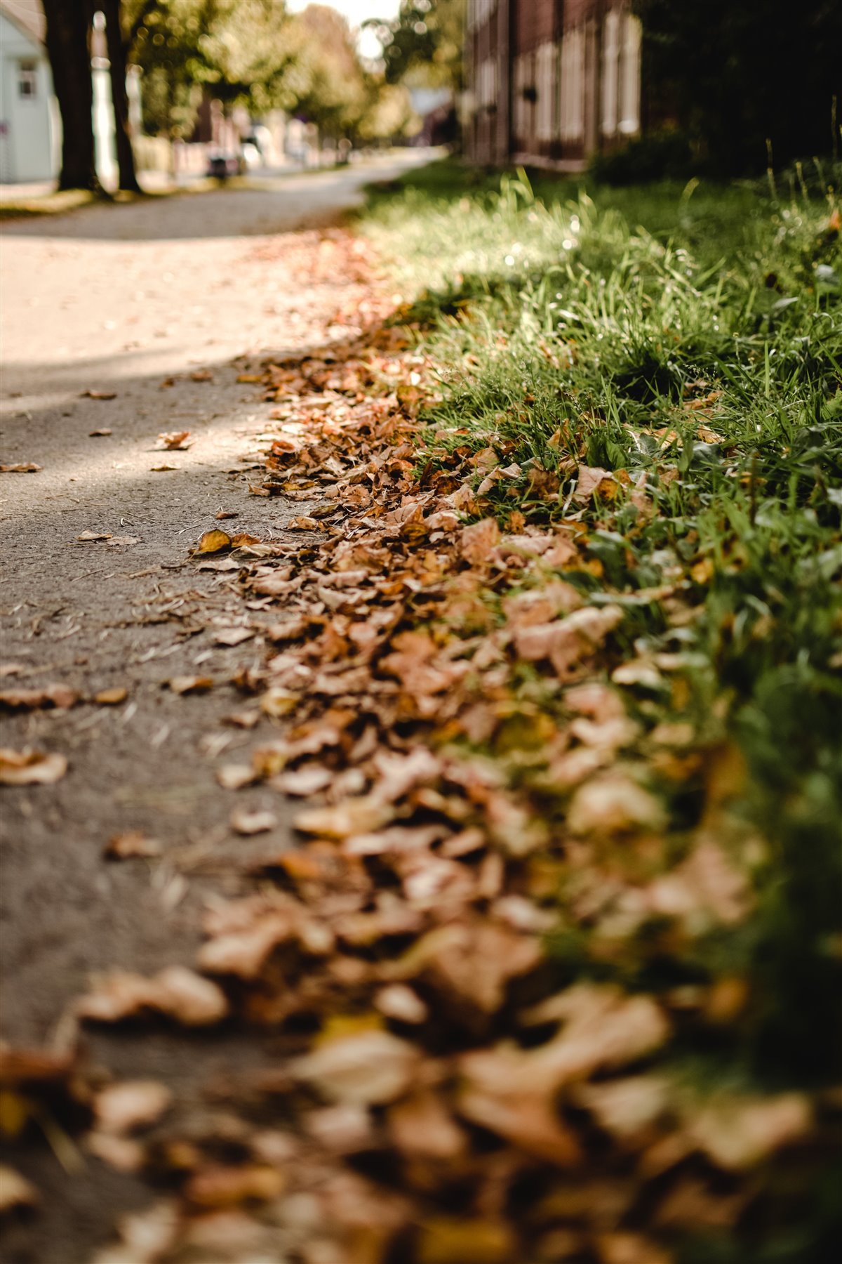 Autumn leaves along a residential path before seasonal cleanup