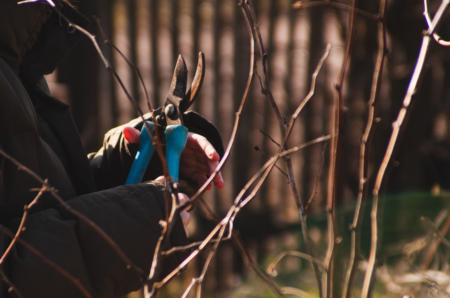Gardener pruning shrubs with hand shears in natural light